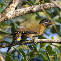 Streak-breasted Woodpecker
